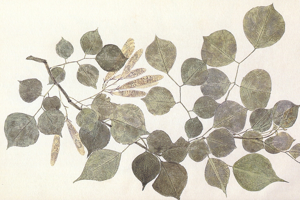 Botanical organic botany