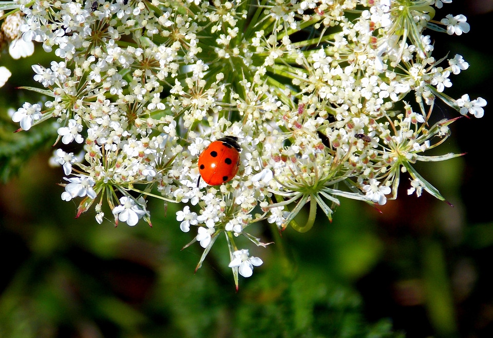 White flowers perennials