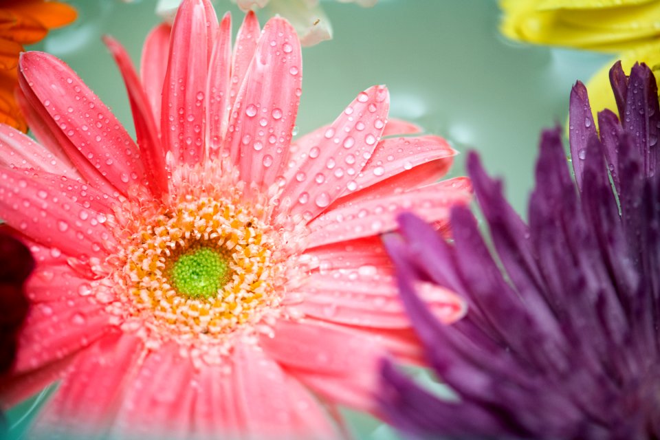 African Daisy Attractive