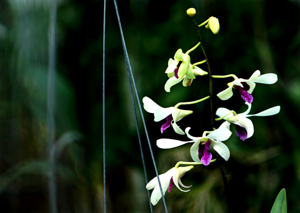 White And Purple Flowers