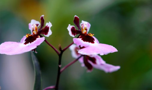 Purple-and-pink Moth Orchids Closeup Photo photo