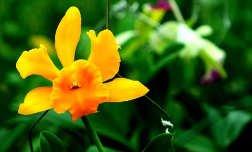 Selective Focus Photography Of Yellow Daffodil Flower photo