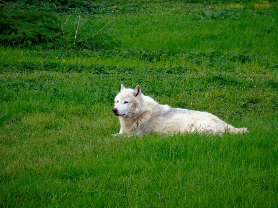 Grassland Grass Pasture Meadow photo