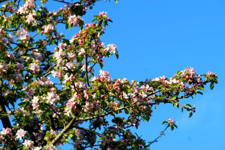 Branch Sky Blossom Tree photo