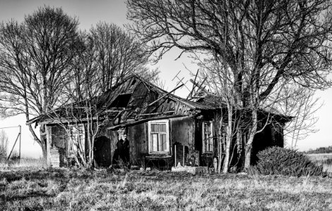 House Home Black And White Tree photo