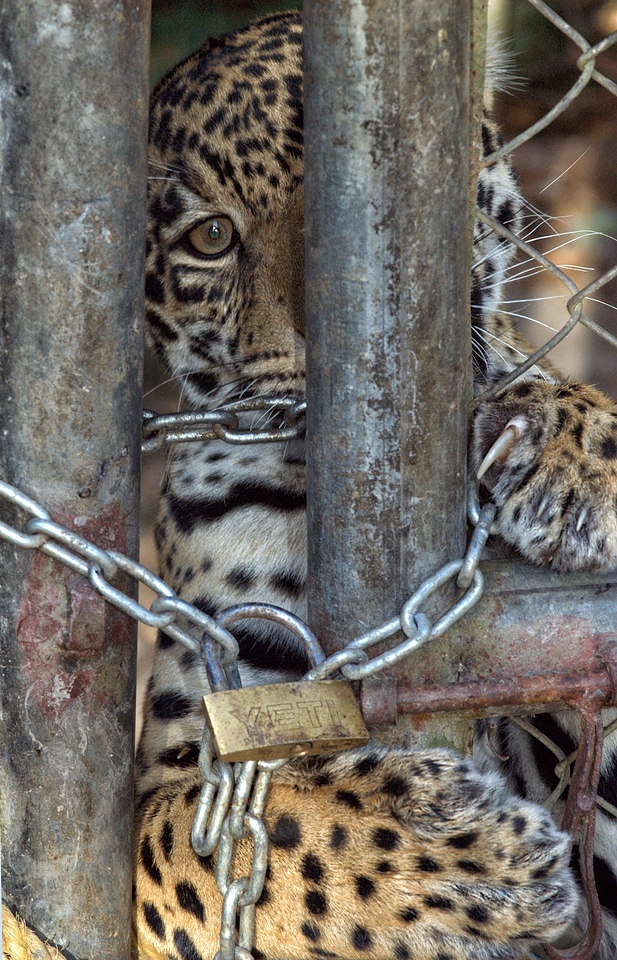 Feline cage animal