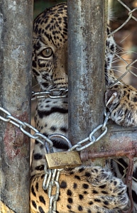 Feline cage animal photo