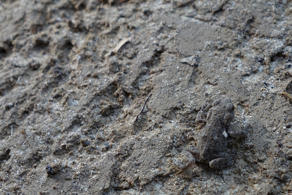 Camo frog invisible disguised