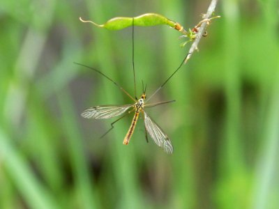 Insect Damselfly Invertebrate Dragonfly photo