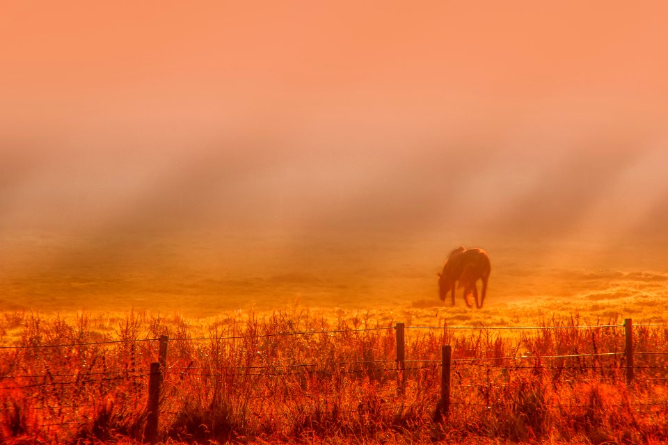 Ecosystem Sky Grassland Wildlife