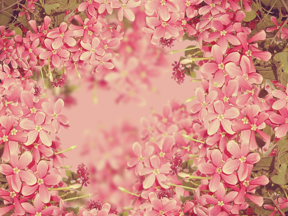 Plant natural blossom