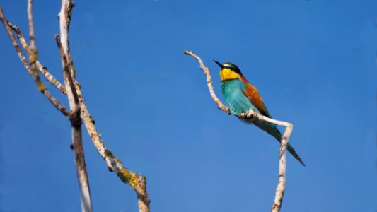 Bird Beak Fauna Ecosystem