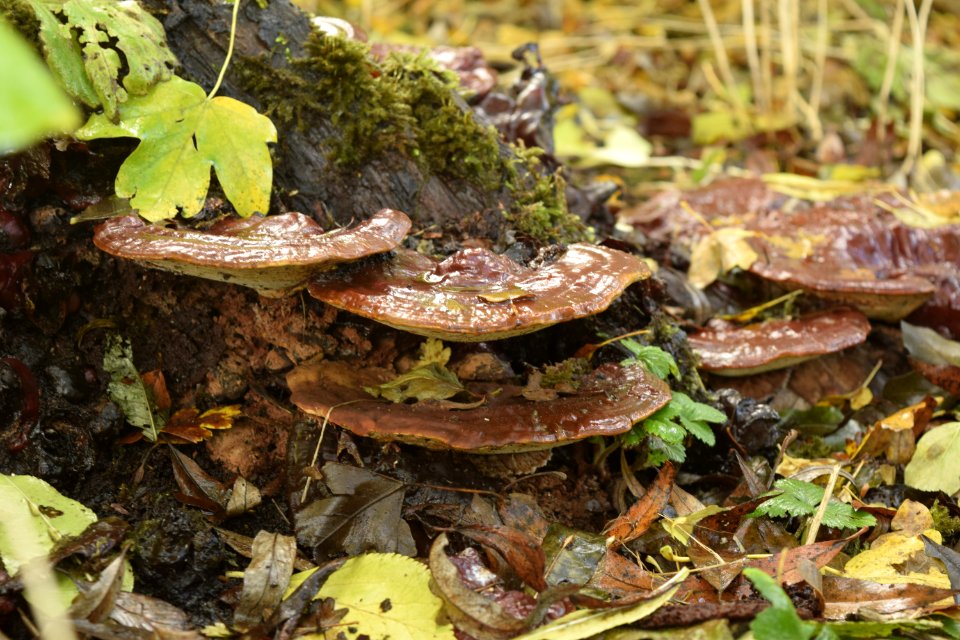 Fungus Mushroom Medicinal Mushroom Lingzhi Mushroom photo