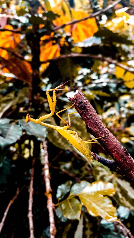 Leaf Flora Plant Yellow photo