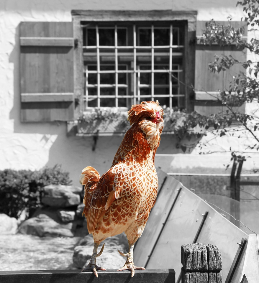 Male fowl cockscomb pride
