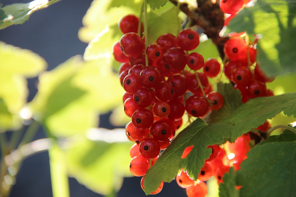 Sweet fruit red currant