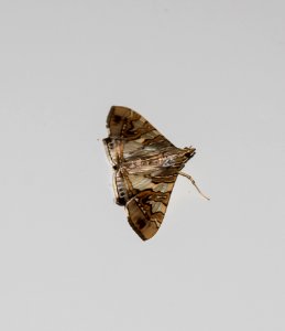 Moths And Butterflies Insect Moth Invertebrate photo