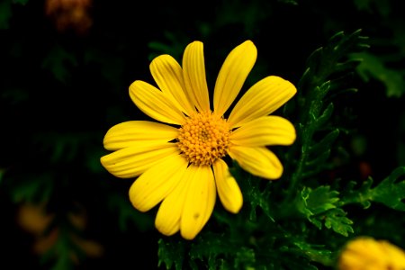 Flower Yellow Flora Marguerite Daisy photo