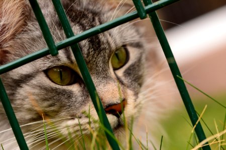 Cat Whiskers Green Fauna