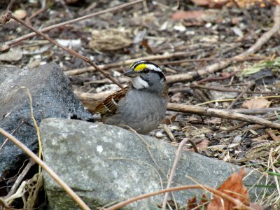 Bird Sparrow Fauna Beak