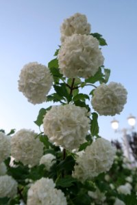 Flower Plant Viburnum Flowering Plant photo