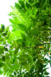 Green Leaf Plant Tree photo