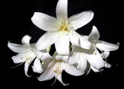 Flower White Plant Lily photo