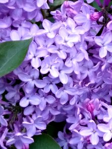 Flower Violet Purple Lilac photo