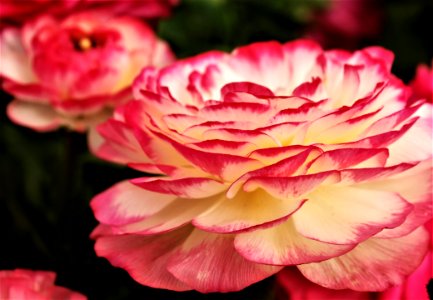 Flower Pink Rose Flowering Plant
