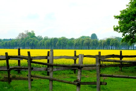 Grassland Pasture Field Yellow photo