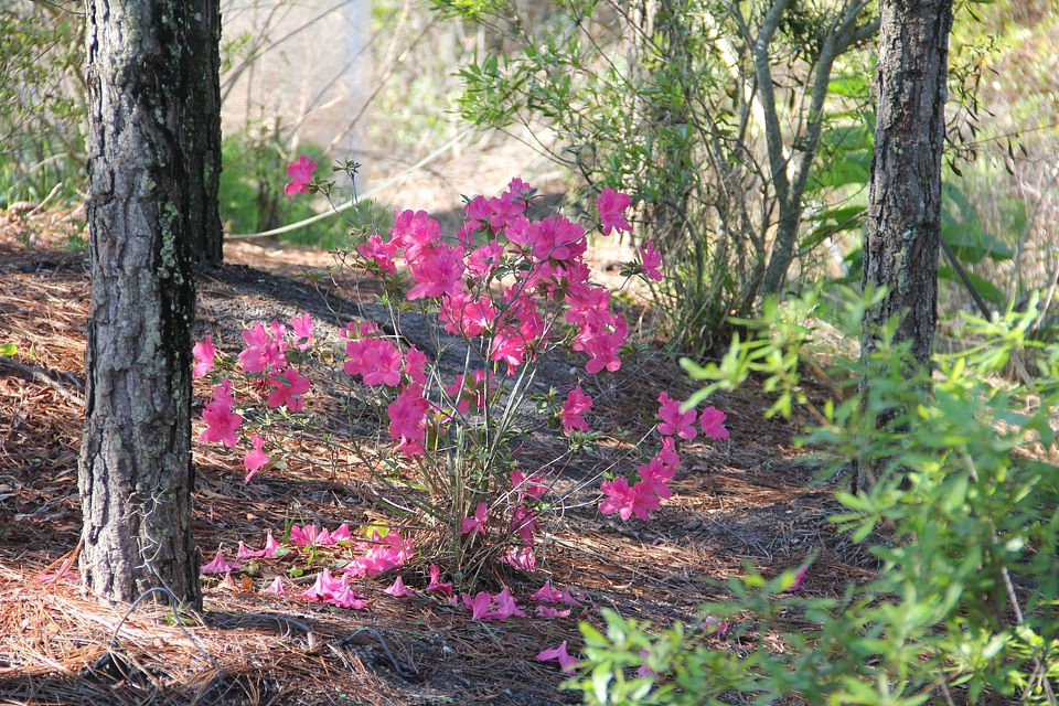 Natural blossom bloom