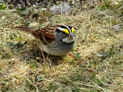 Bird Sparrow Fauna Beak photo