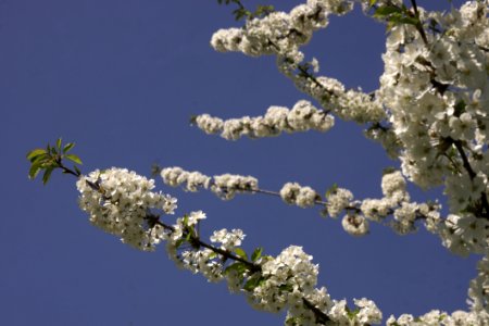Blossom Branch Sky Tree photo