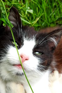 Cat Whiskers Small To Medium Sized Cats Fauna photo