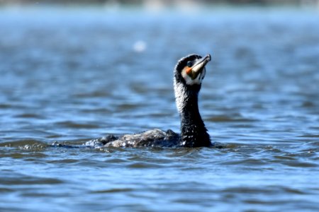 Bird Water Beak Cormorant photo