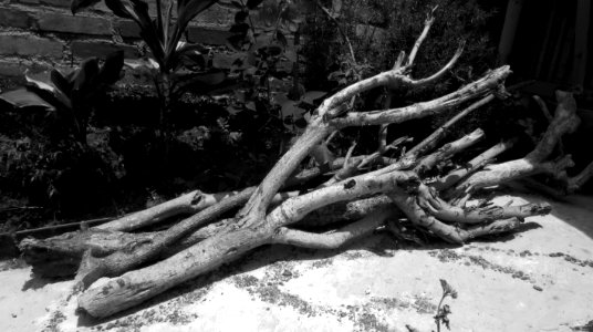 Tree Black And White Branch Woody Plant