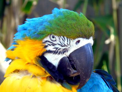 Bird Beak Macaw Parrot photo