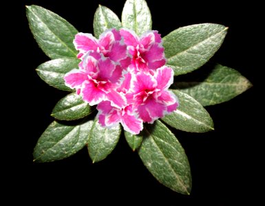 Flower Plant Flora Shrub photo