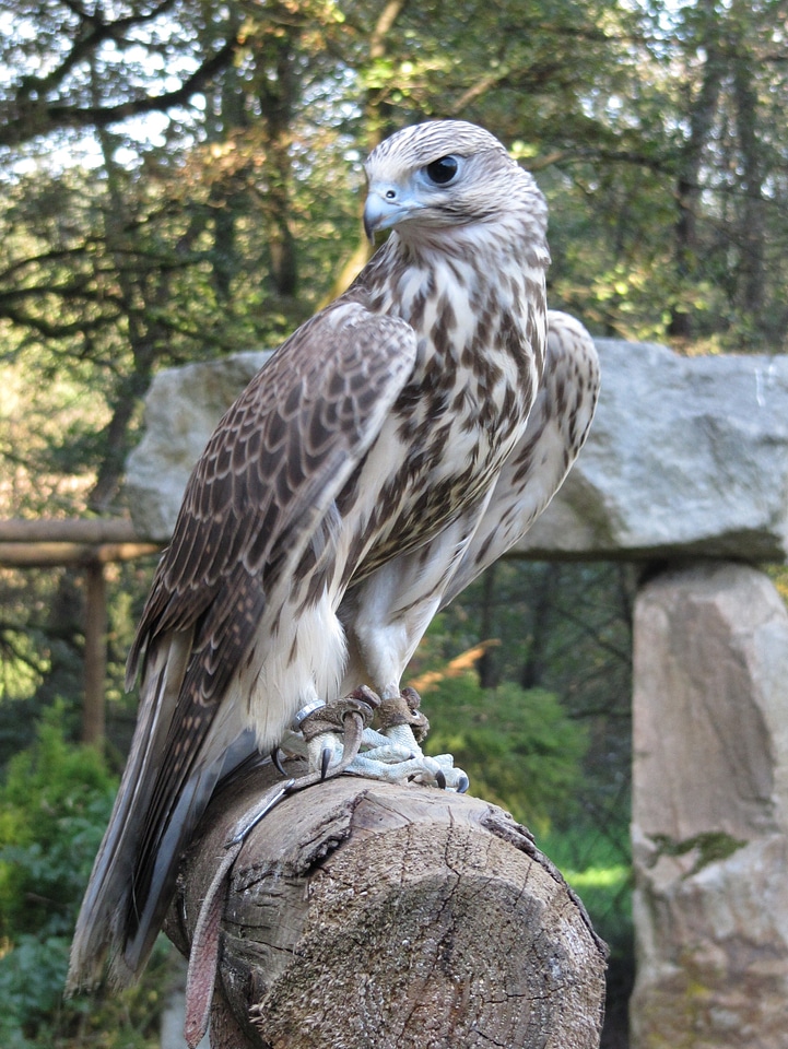 Raptor bird of prey bird