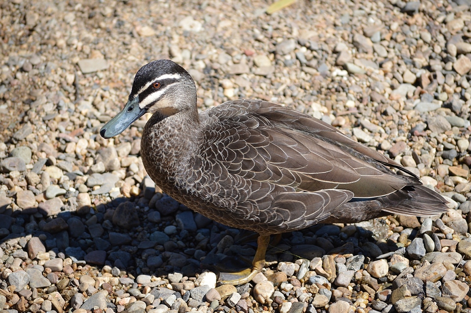 Wildlife bill beak