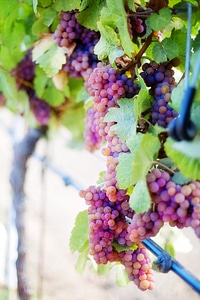 Vine vineyard grapevine