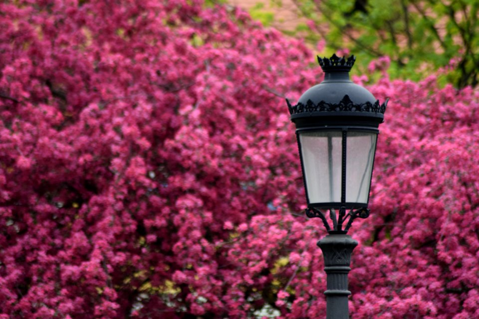 Selective Focus Photography Of Black Lamp Post