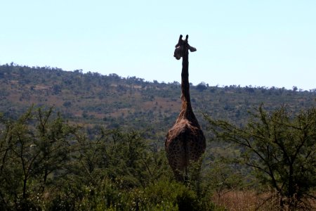 Giraffe Walking On Green Grass photo