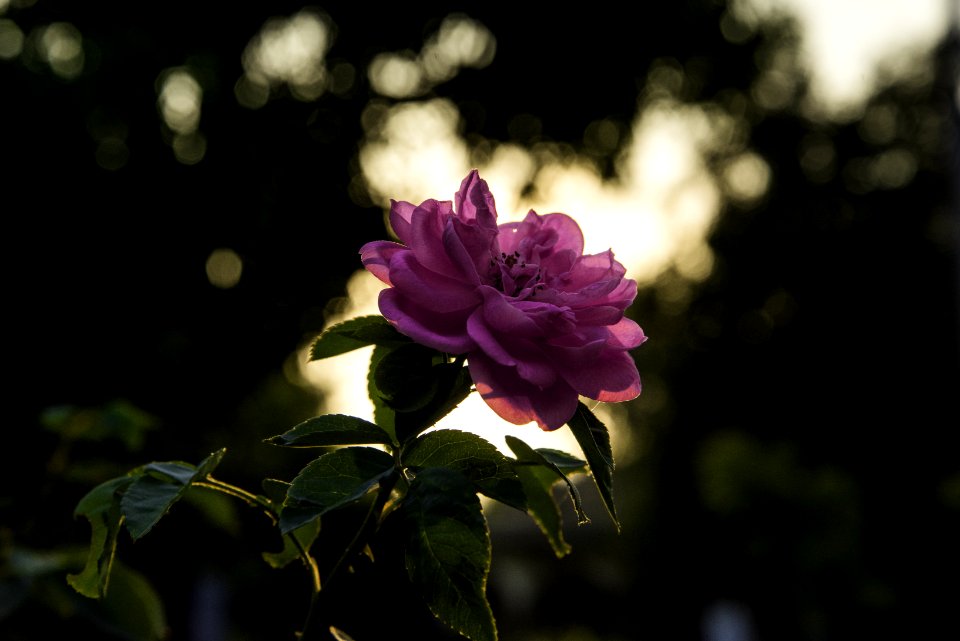 Pink Rose At Daytime