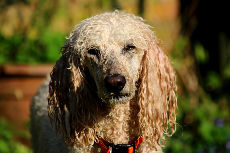 Selective Focus Photography Of White Dog photo