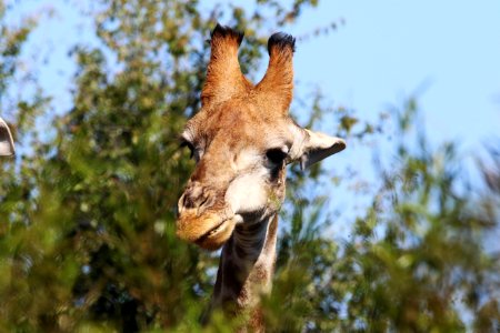 Closeup Photo Of Brown Giraffe photo