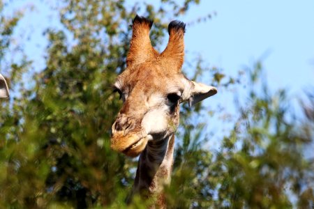 Closeup Photo Of Brown Giraffe