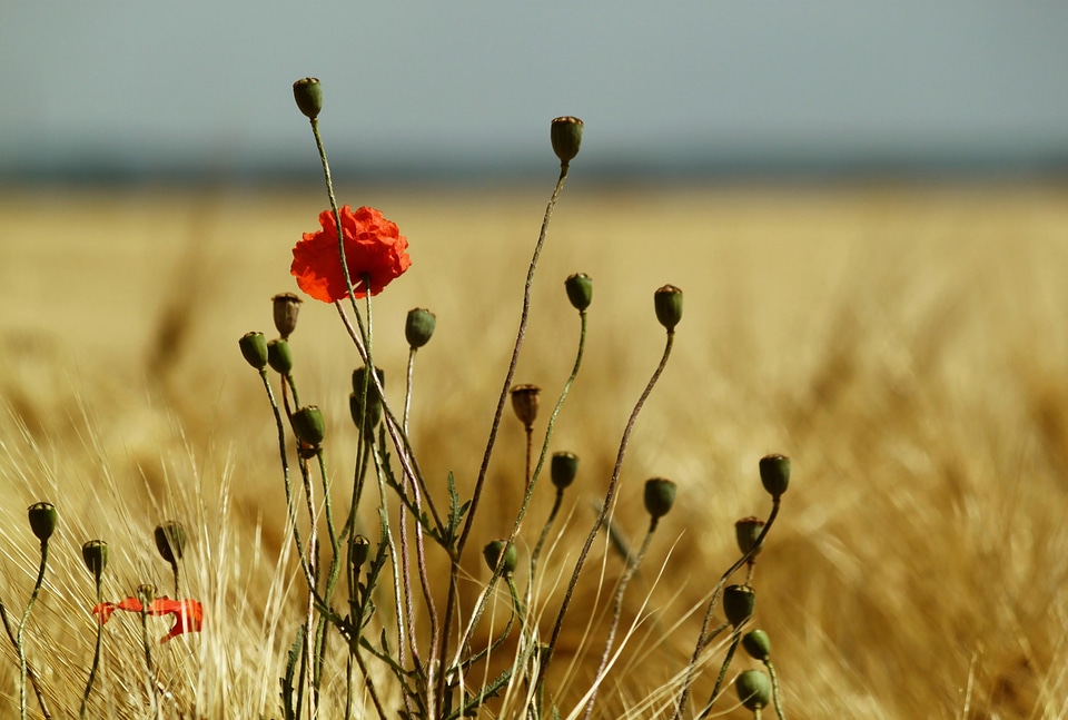 Bloom field wildflowers