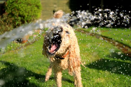 Soaked Wet Long-coated Dog Opens Mouth At Water Streams On Green Grass