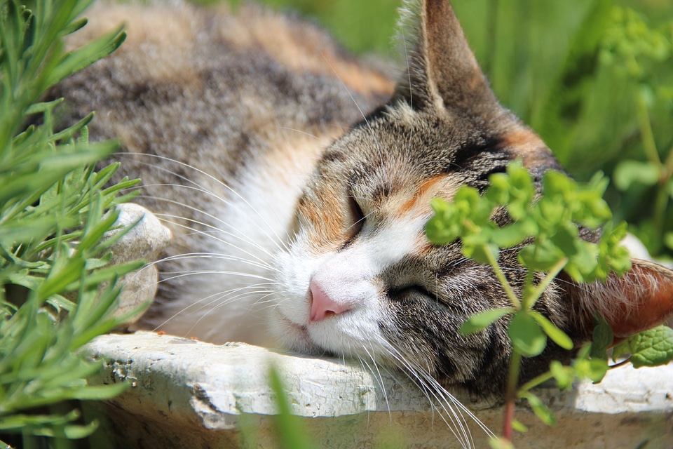 Domestic cat animal world animal